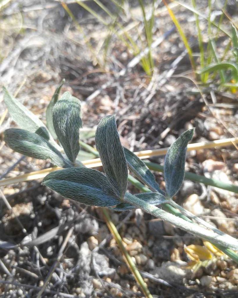 Astragalus lupulinus, photographed by Юлия
