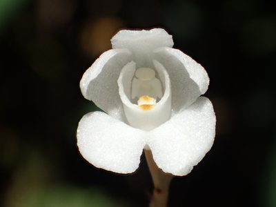 Didymoplexis pallens, photographed by 葉子