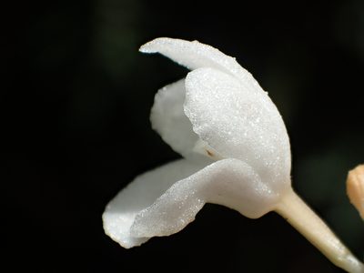 Didymoplexis pallens, photographed by 葉子