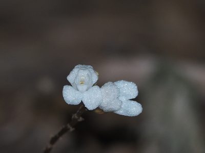 Didymoplexis pallens, photographed by 葉子