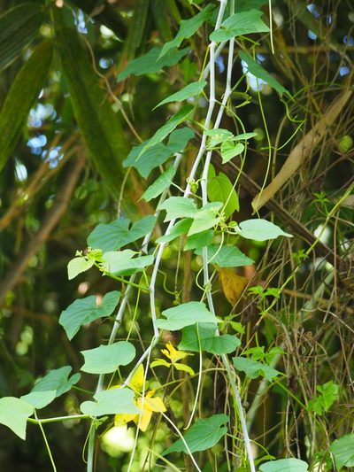 Cissus kerrii, photographed by 葉子