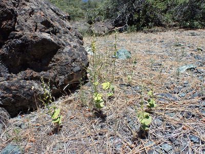 Streptanthus drepanoides, photographed by Scott Yarger