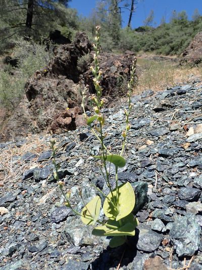 Streptanthus drepanoides, photographed by Scott Yarger