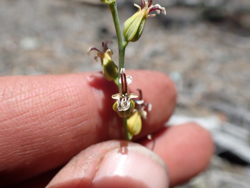 Streptanthus drepanoides, photographed by Scott Yarger