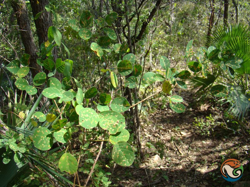 Desmodium orbiculare, photographed by Eugenio Padilla