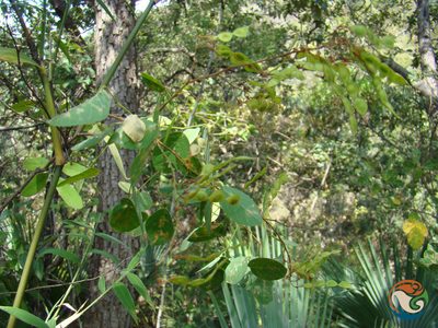 Desmodium orbiculare, photographed by Eugenio Padilla
