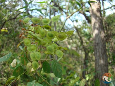Desmodium orbiculare, photographed by Eugenio Padilla