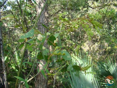 Desmodium orbiculare, photographed by Eugenio Padilla