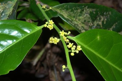 Maytenus recondita, photographed by Eduardo Chacón Madrigal