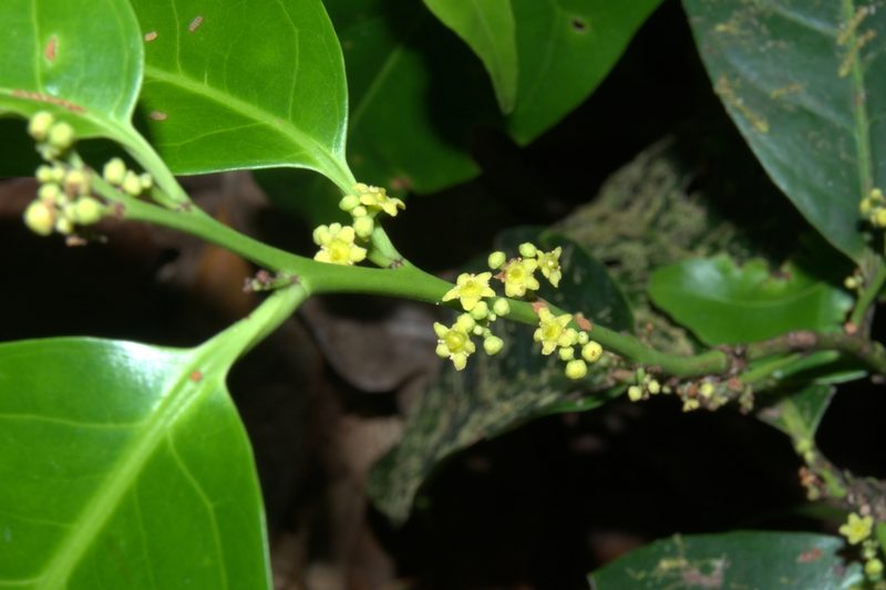 Maytenus recondita, photographed by Eduardo Chacón Madrigal