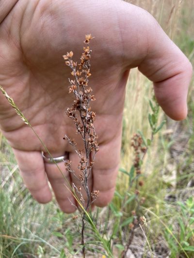 Lechea stricta, photographed by Nic Tippery