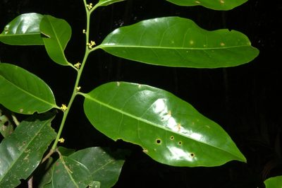 Maytenus recondita, photographed by Eduardo Chacón Madrigal
