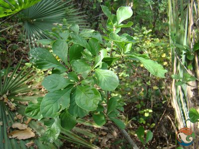 Randia thurberi, photographed by Eugenio Padilla