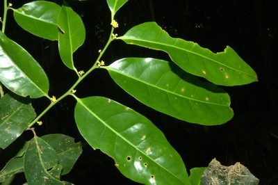 Maytenus recondita, photographed by Eduardo Chacón Madrigal