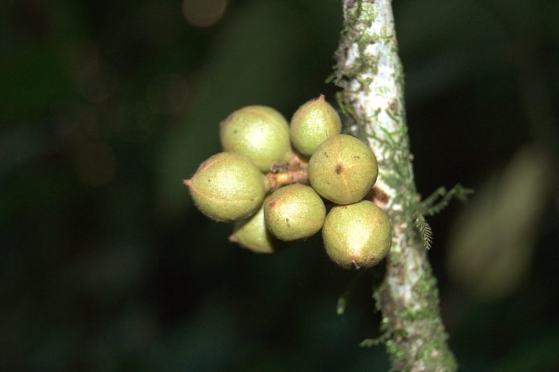 Guarea bullata, photographed by Eduardo Chacón Madrigal