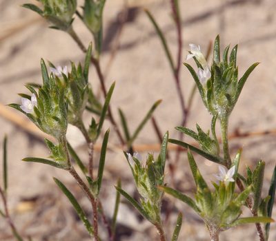 Eriastrum rosamondense, photographed by Steve Matson