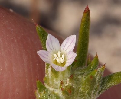 Eriastrum rosamondense, photographed by Steve Matson