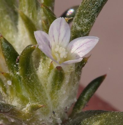 Eriastrum rosamondense, photographed by Steve Matson