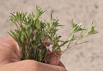 Eriastrum rosamondense, photographed by Steve Matson