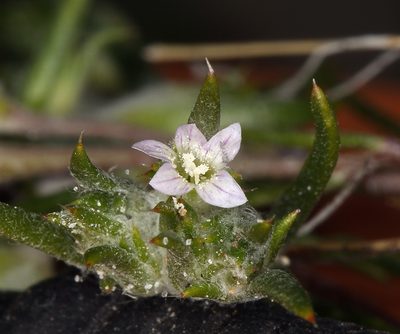 Eriastrum rosamondense, photographed by Steve Matson