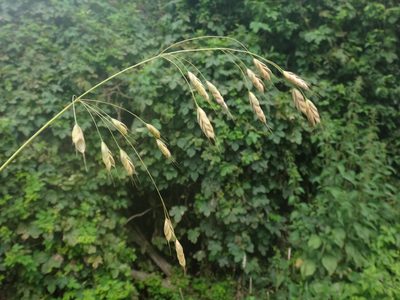 Bromus commutatus, photographed by Christian Berg