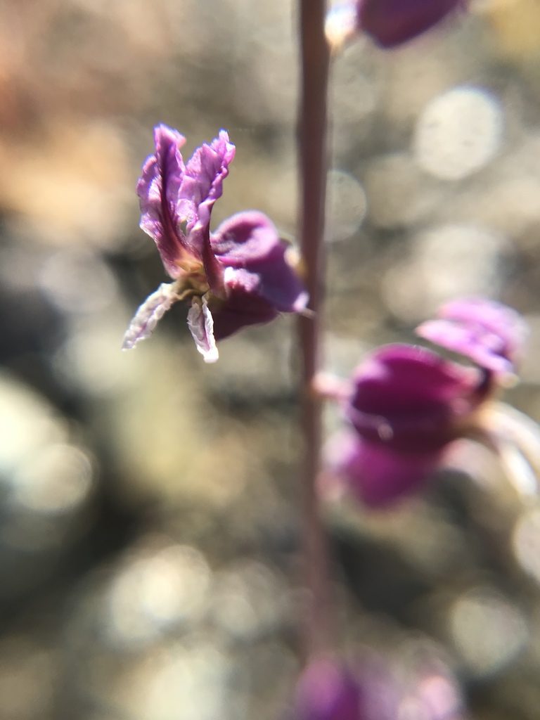 Streptanthus batrachopus, photographed by lotusmorning