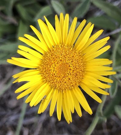 Pentanema montanum, photographed by peresol