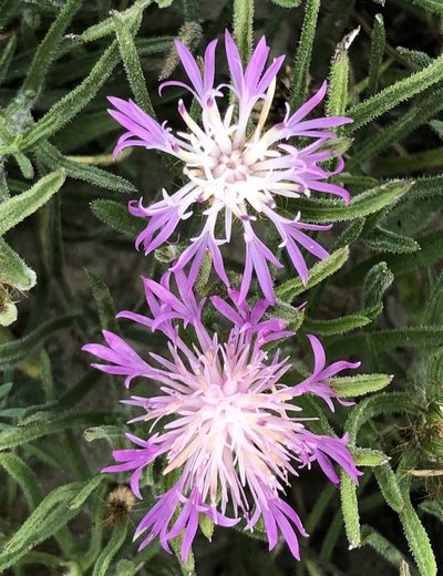 Centaurea linifolia, photographed by peresol