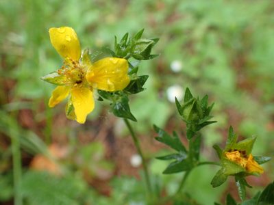 Potentilla drummondii, photographed by Lindsey K. Wise