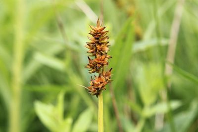 Carex alopecoidea, photographed by Quinten Wiegersma