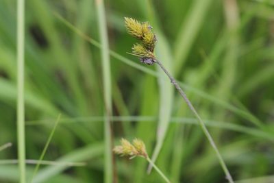 Carex bebbii, photographed by Quinten Wiegersma