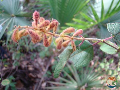 Salvia lasiantha, photographed by Eugenio Padilla