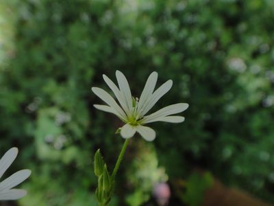 Cerastium sylvaticum, photographed by Christian Berg