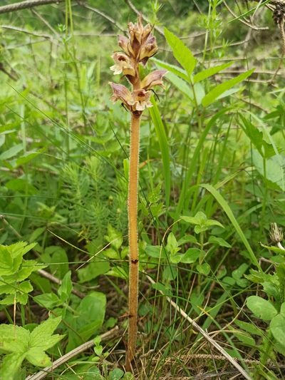 Orobanche reticulata, photographed by Yehor Yatsiuk
