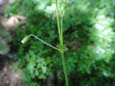 Cerastium sylvaticum, photographed by Christian Berg
