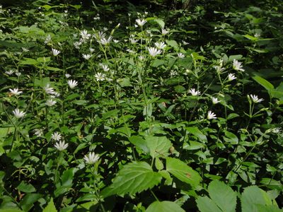 Cerastium sylvaticum, photographed by Christian Berg