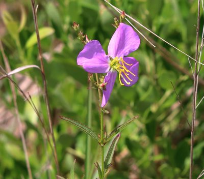 Rhexia cubensis, photographed by Lauren McLaurin
