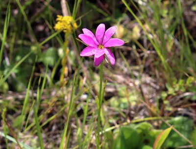 Sabatia gentianoides, photographed by Lauren McLaurin