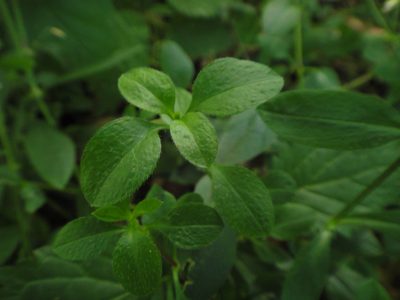 Cerastium sylvaticum, photographed by Christian Berg