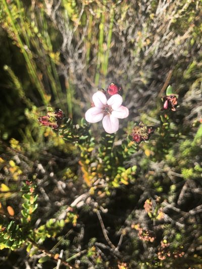 Adenandra viscida, photographed by Sean Privett