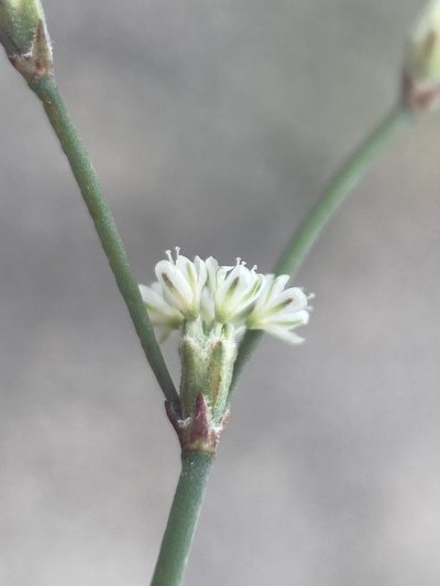 Eriogonum baileyi, photographed by Matt Berger