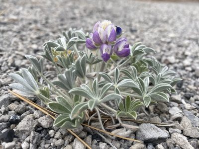 Lupinus duranii, photographed by Matt Berger