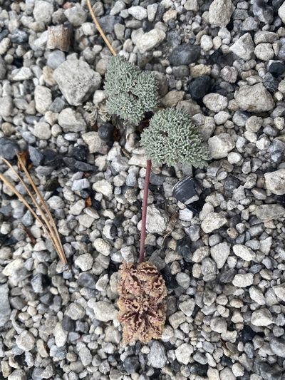 Cymopterus cinerarius, photographed by Matt Berger