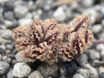 Cymopterus cinerarius, photographed by Matt Berger