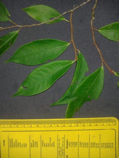 Ardisia liesneri, photographed by Eduardo Chacón Madrigal