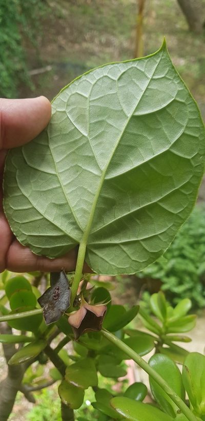 Suberogerens cyclophylla, photographed by Eugenio Padilla