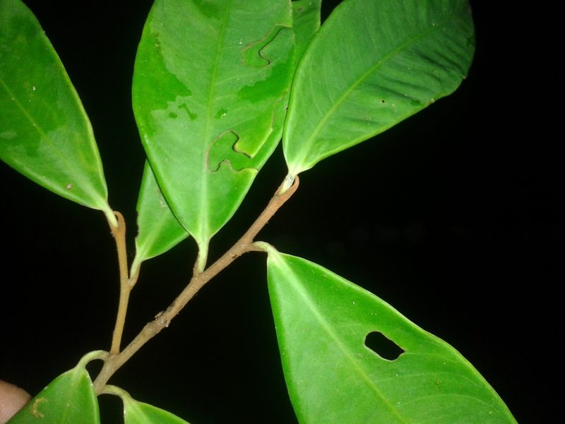 Ardisia liesneri, photographed by Eduardo Chacón Madrigal