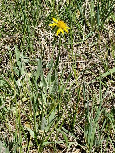 Arnica chamissonis, photographed by Craig Martin
