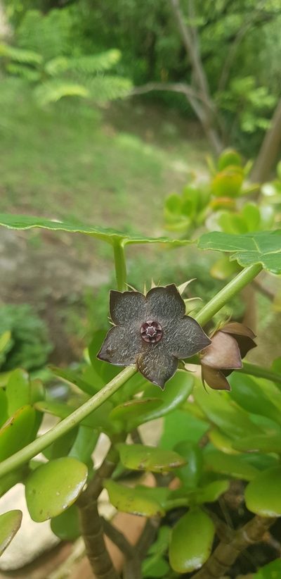 Suberogerens cyclophylla, photographed by Eugenio Padilla