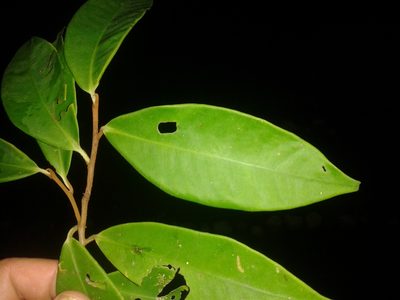 Ardisia liesneri, photographed by Eduardo Chacón Madrigal